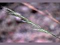 Bristly Needle Grass